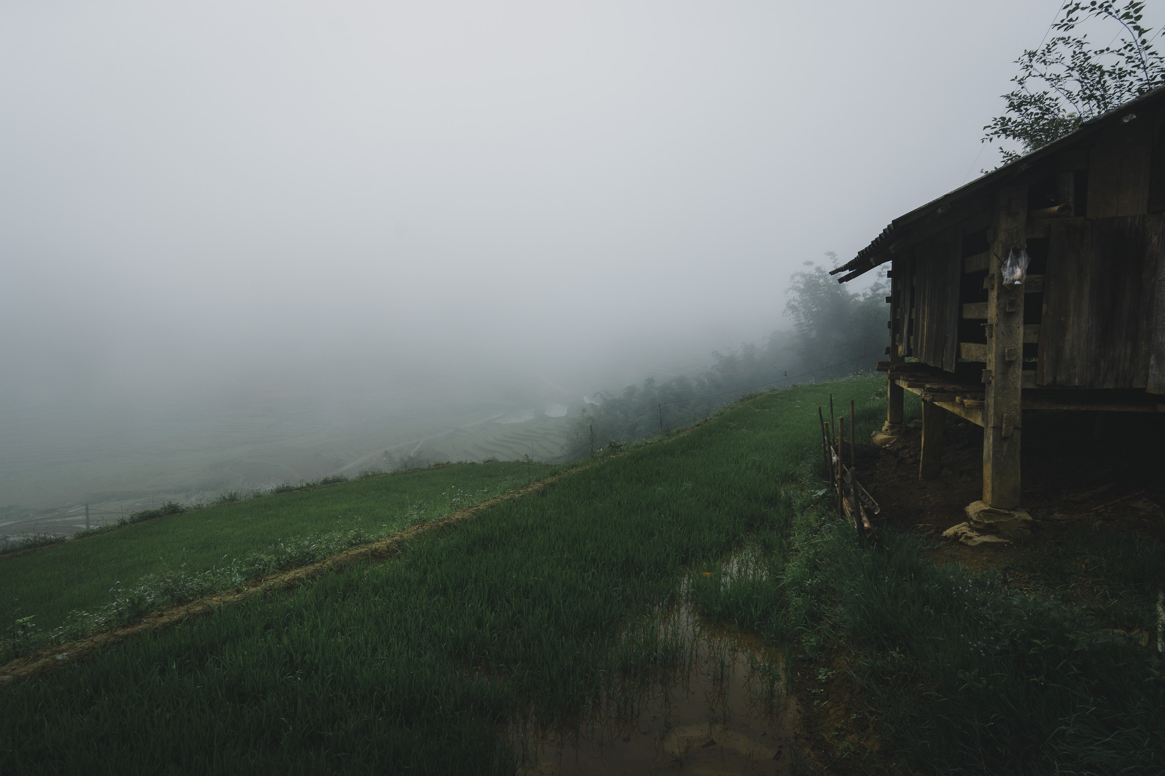 Wooden stilt house beside flooded rice terraces in the fog