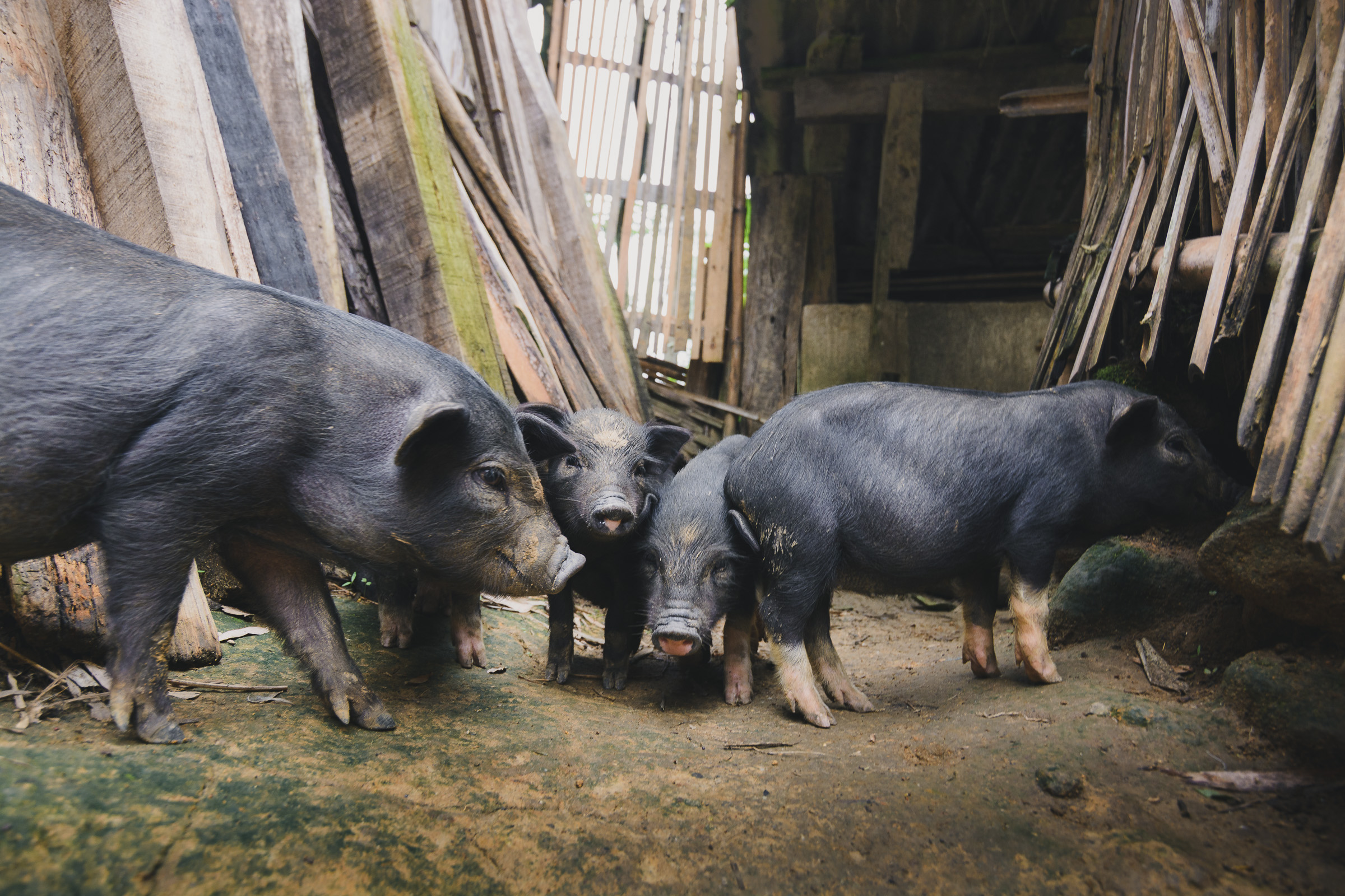 Black pigs standing together inside a wooden pen