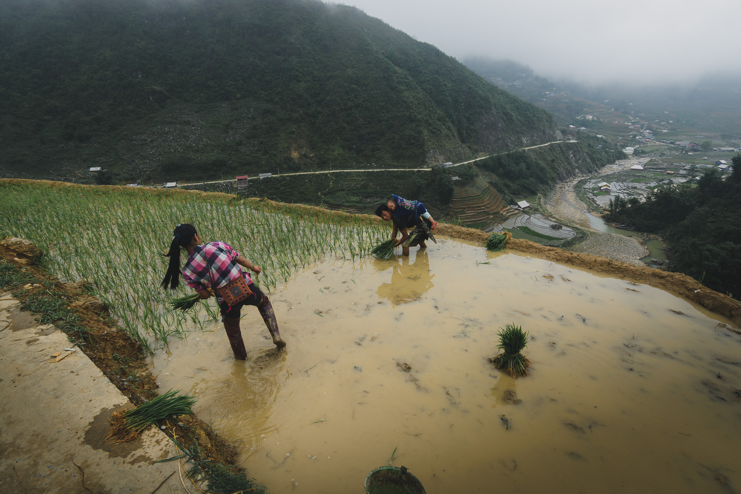 Farmers planting rice seedlings in a flooded terraced field