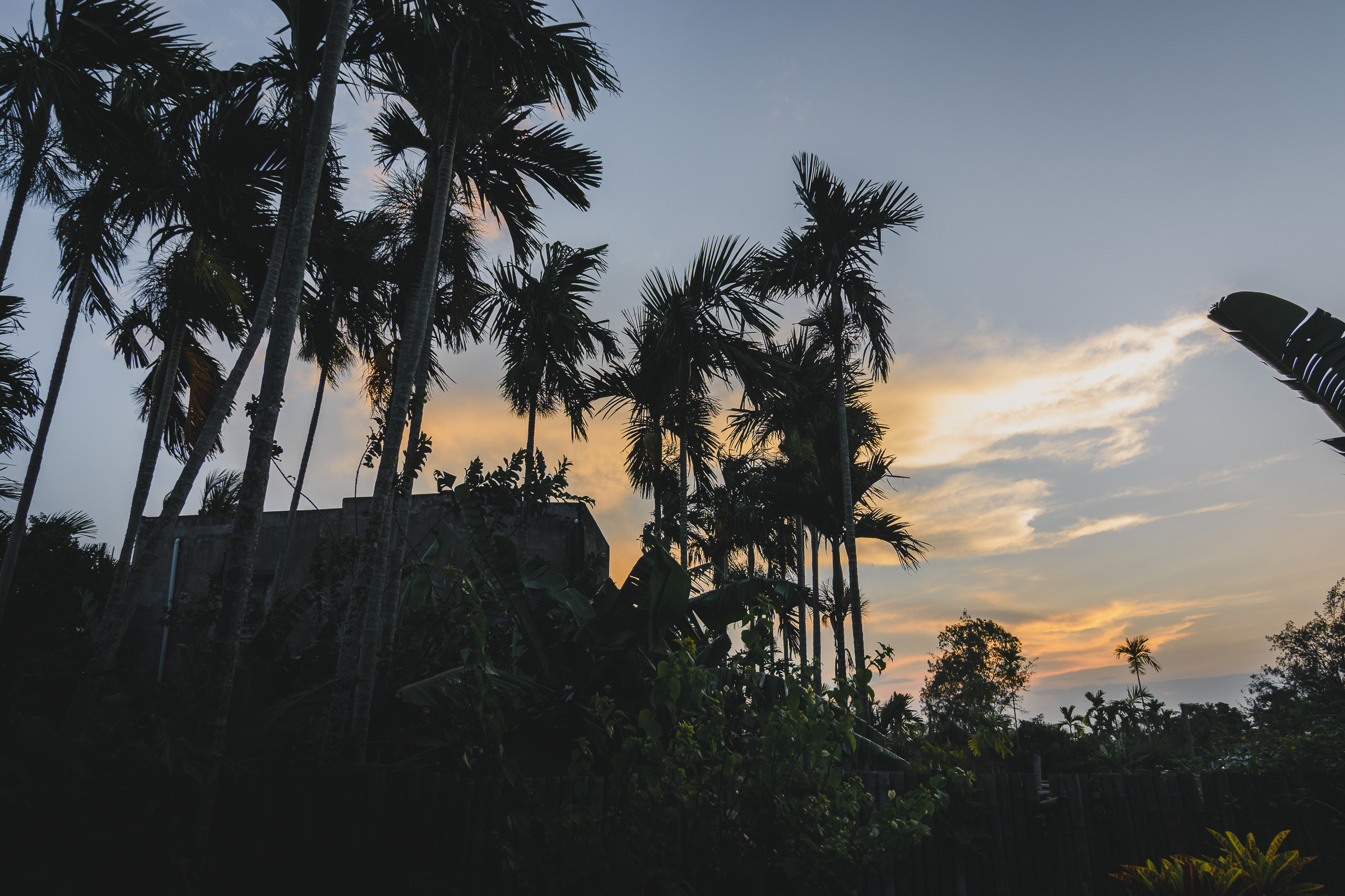 Palm trees silhouetted against a warm evening sky